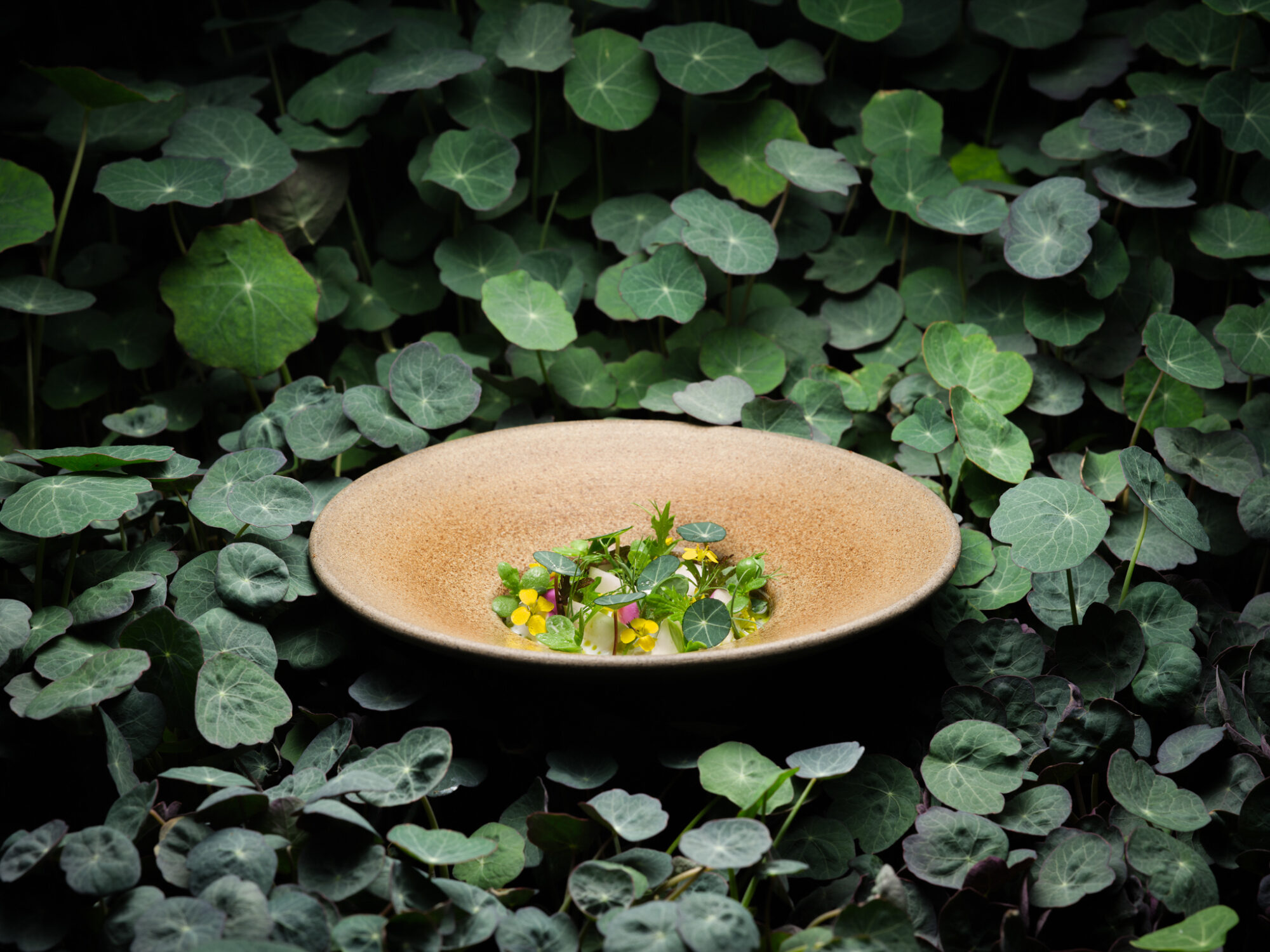 Sweet belle turnip31442 small