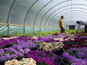Flower polytunnel at Our Farm