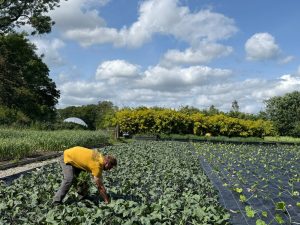 Our Farm harvest Adam on Our Farm