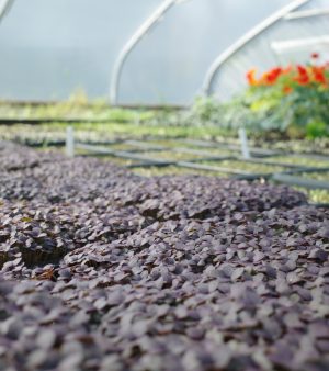 Herbs Cresses Our Farm polytunnels