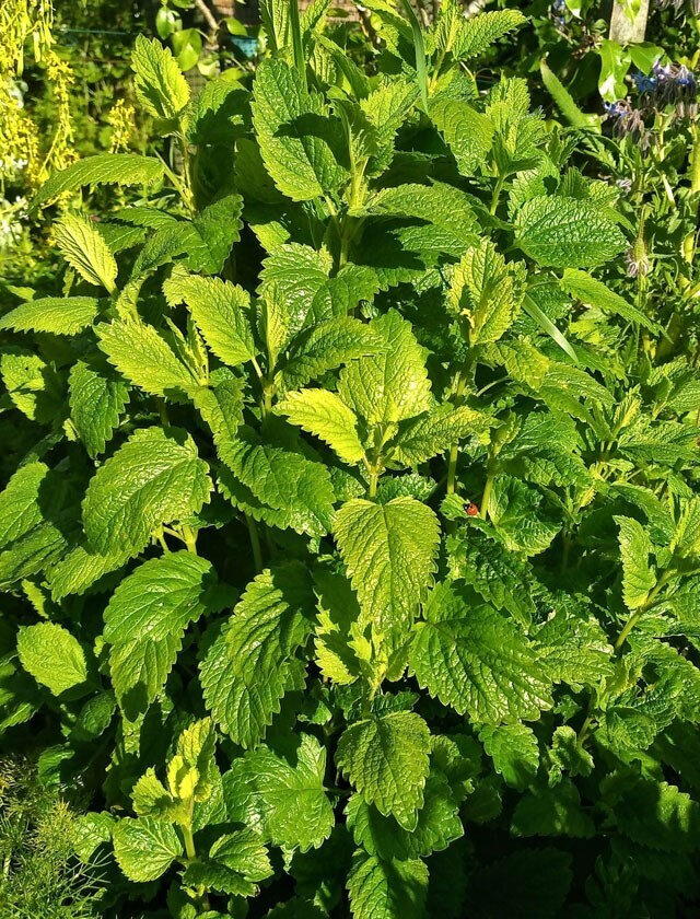 SR Plant image Lemon Balm