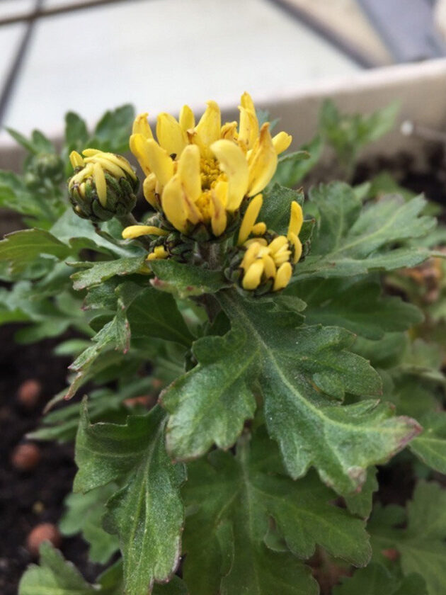 Plant image Chrysanthemun