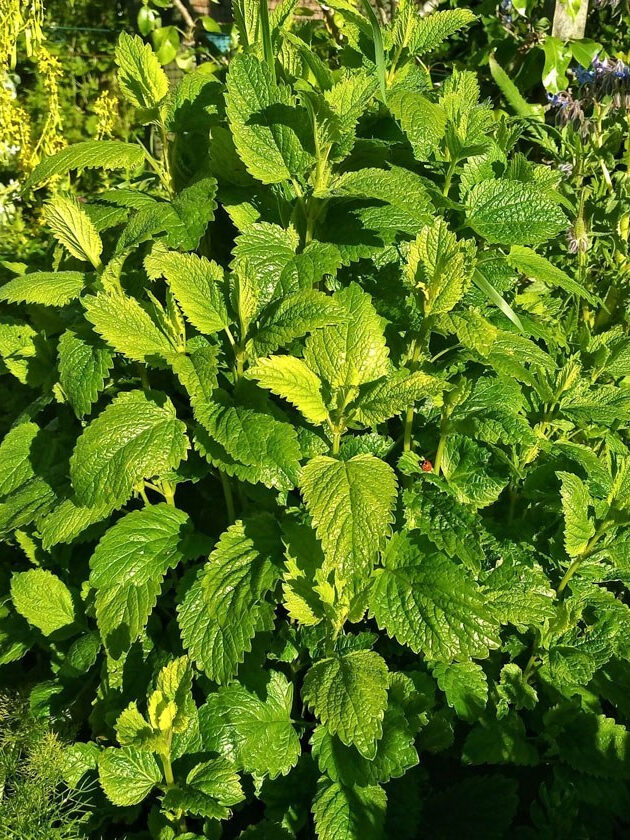 SR Plant image Lemon Balm