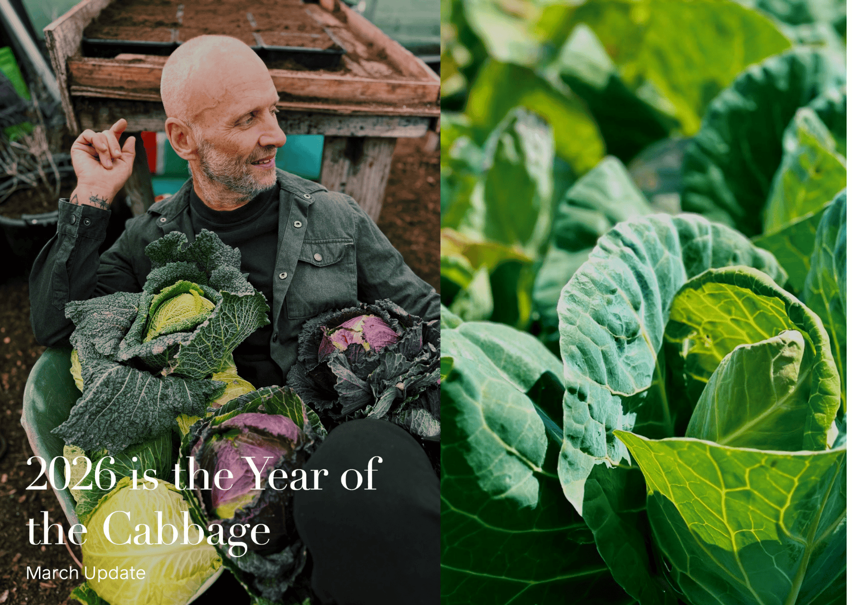 Cabbage Simon Rogan Our Farm Sewing Season