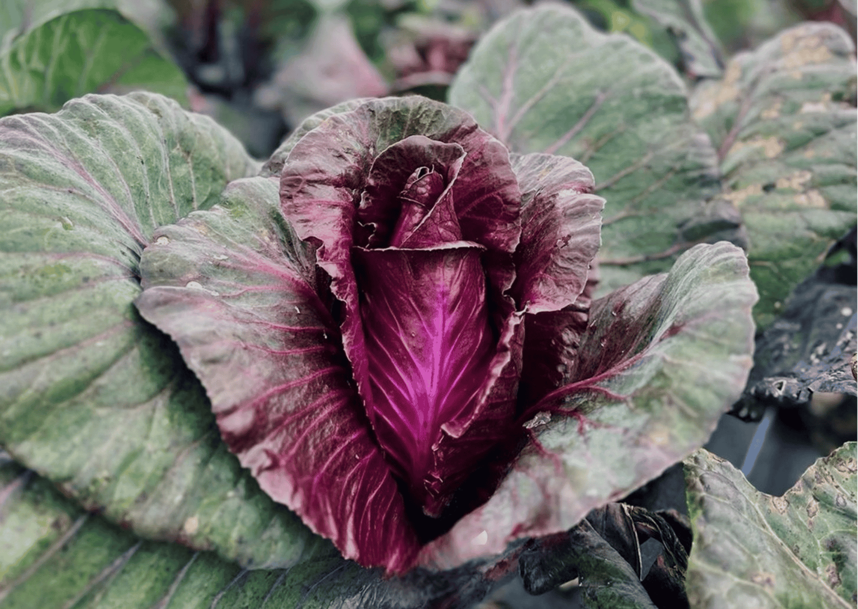 Year of the Cabbage Our Farm Sewing Season