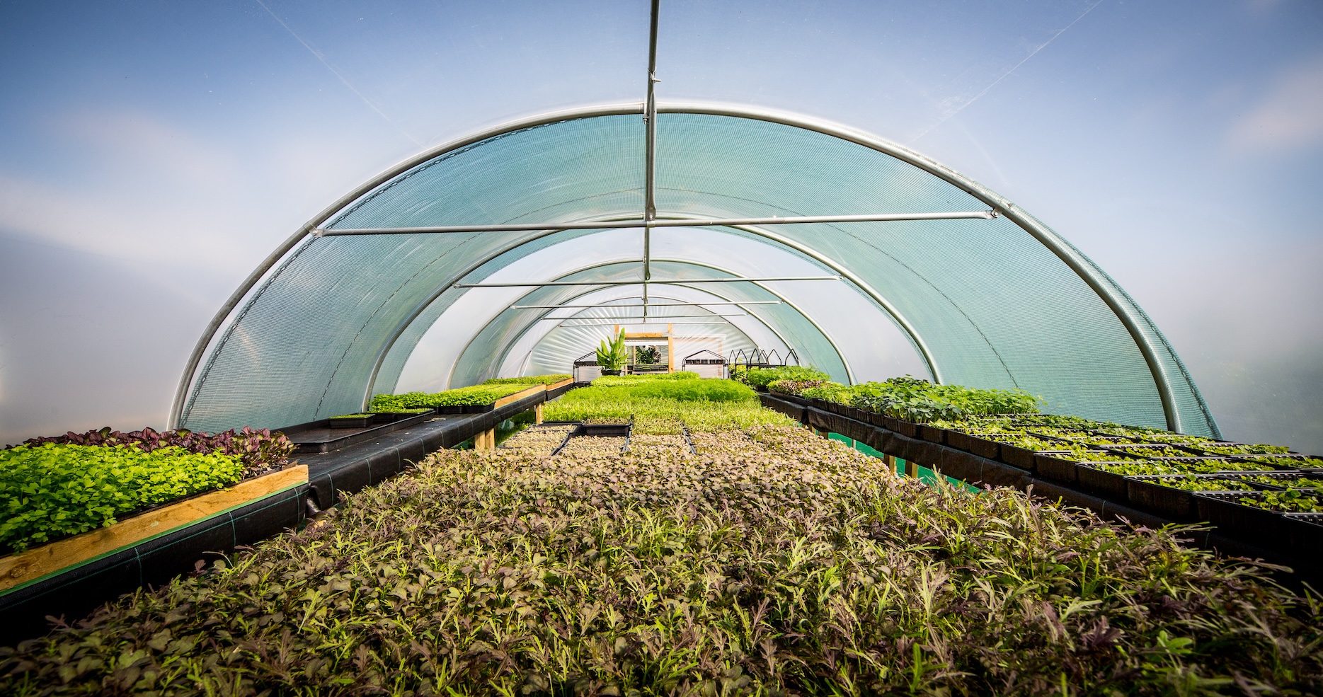 Rogan Polytunnel our farm