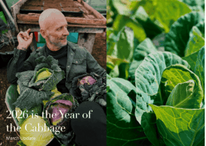 Cabbage Simon Rogan Our Farm Sewing Season