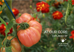Our Farm Tomato Marigold Plant