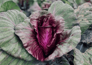 Year of the Cabbage Our Farm Sewing Season