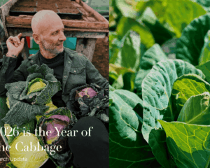 Cabbage Simon Rogan Our Farm Sewing Season