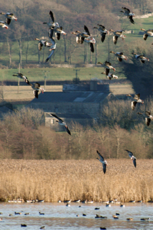 Rogan and co Leighton Moss RSPB 2